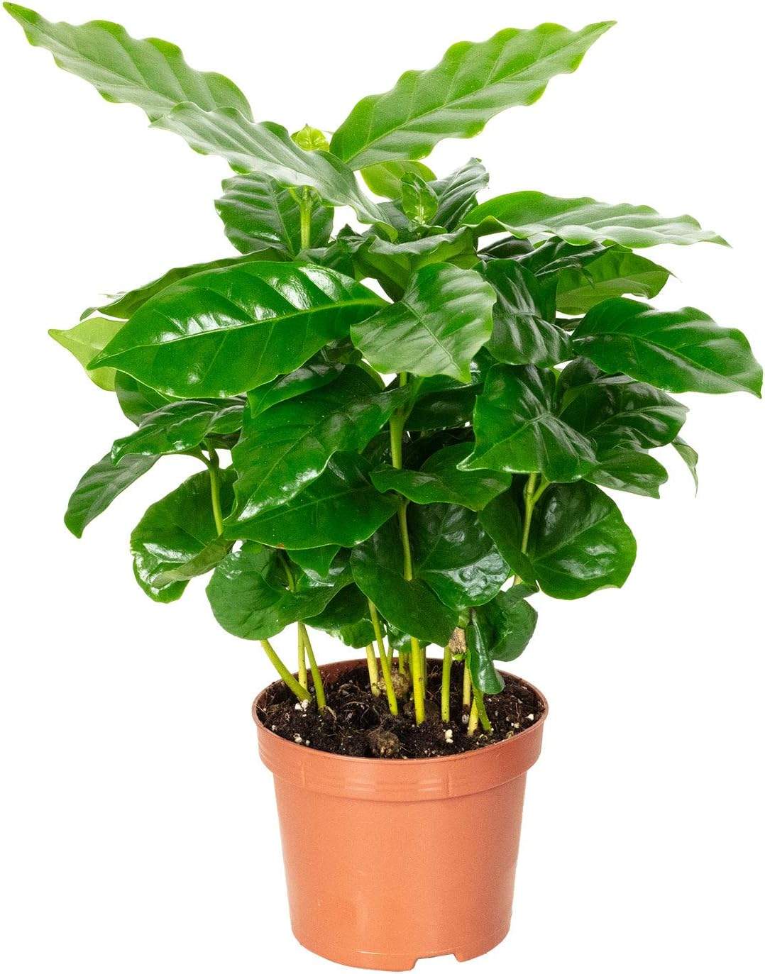 Kawowiec Arabica w nowoczesnej doniczce FLOWERBOX